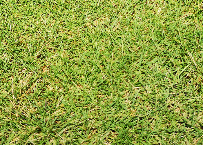 jap_carpet_grass